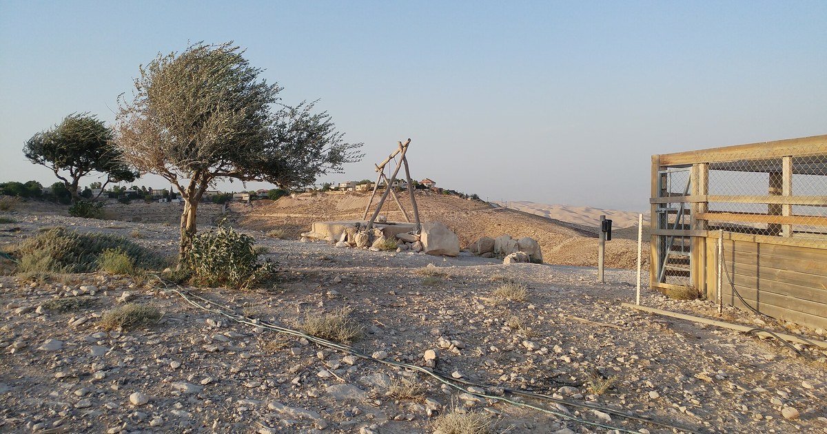 An olive tree on a rocky hillside near Jericho in the occupied West Bank, Palestine