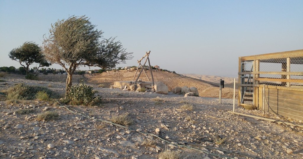 An olive tree on a rocky hillside near Jericho in the occupied West Bank, Palestine