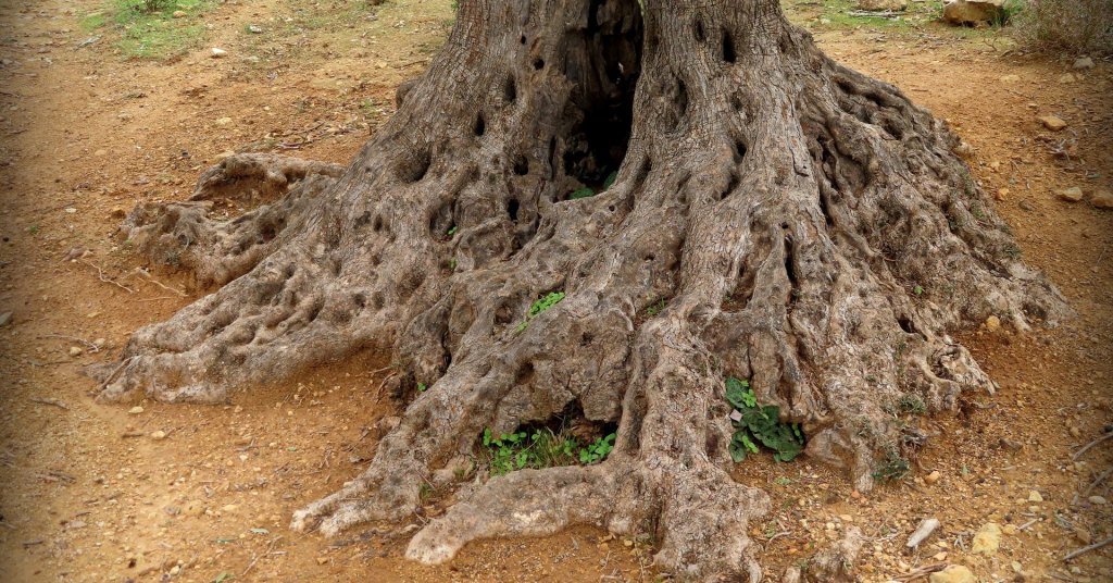 Gnarled roots and trunk of an ancient olive tree spreading across red earth west of Ramallah, Palestine